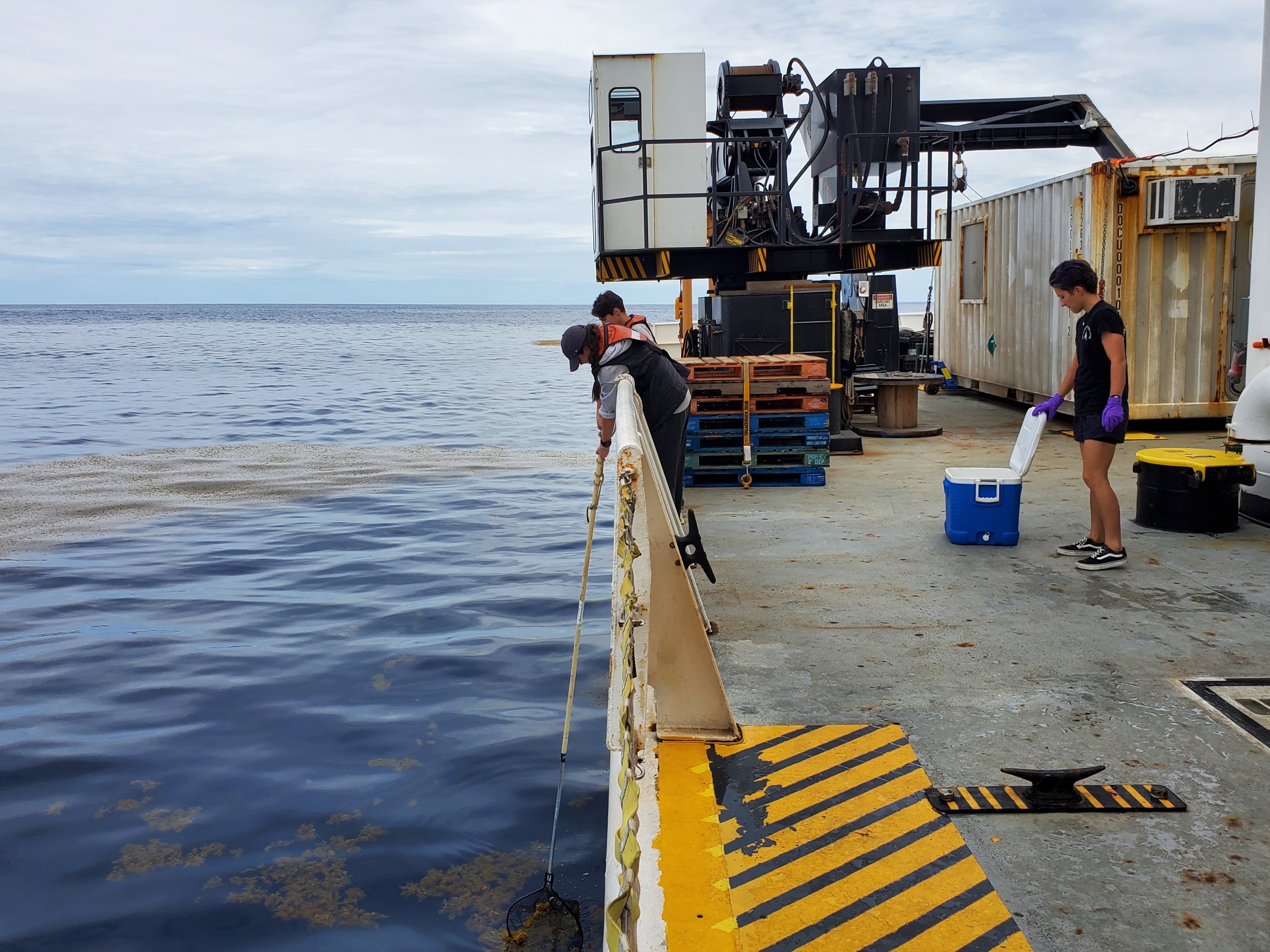 Collecting _Sargassum_ during Leg 1 of the [2023 GO-SHIP A16N cruise](https://www.go-bgc.org/expedition/atlantic-2023/sargassum-sampling). Photo by Jeffrey Greeley
